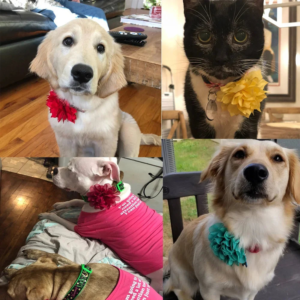 S3bba104f702c478d880e438dac390245C